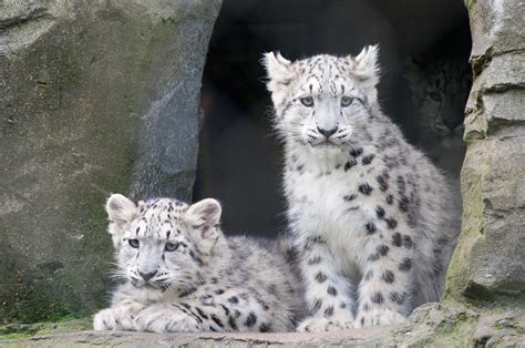 Snow Leopard Cubs Photograph by Chris Boulton - Pixels