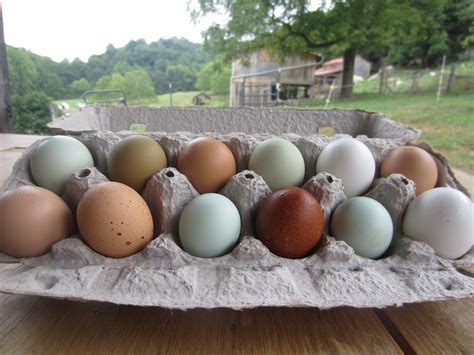 Pullet Eggs and Parlor – CREEKSIDE FARM