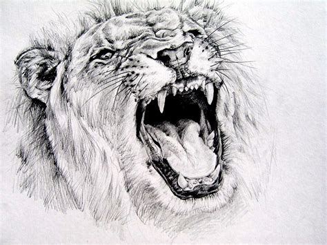 Roaring Lion Pencil Drawing Images & Pictures - Becuo