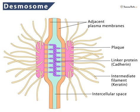 Desmosomes – Definition, Structure, Functions, and Diagram