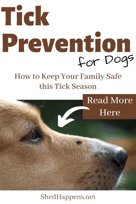 Tick Prevention for Dogs: How to Keep Your Family Safe this Tick Season ...