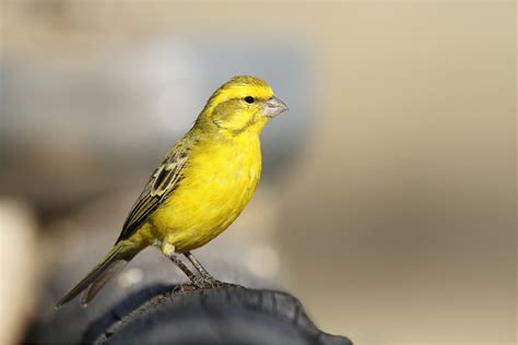 Yellow Canary Facts, Pet Care, Behavior, Diet, Price, Pictures