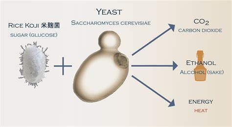 Yeast Diagram Labelings