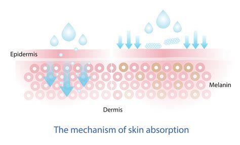 The mechanism of nutrient absorption through skin layer vector, the skincare product does not ...