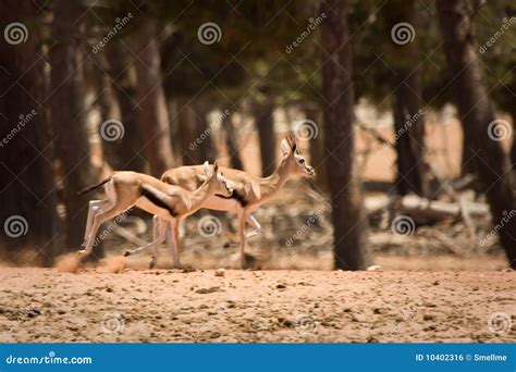 Gazelle Running Stock Photos - Download 604 Royalty Free Photos