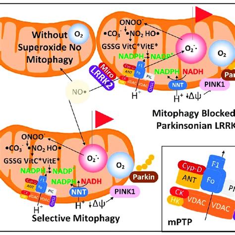 Fluorescent assays for mitophagy. A. mito-Keima is a pH-sensitive ...