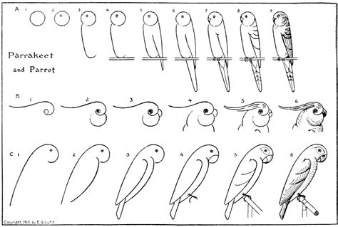 Tegning af papegøje og papegøje nemt trin for trin | Hovedbrud opgaver for børn