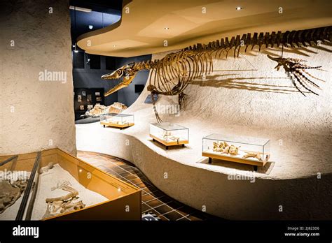 View of a mounted Mosasaurus fossil at the Natural History Museum in Maastricht, the Netherlands ...