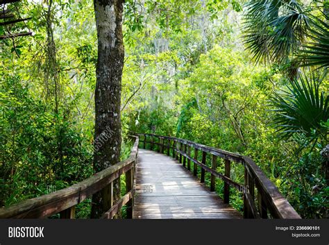 Florida Wetland, Image & Photo (Free Trial) | Bigstock