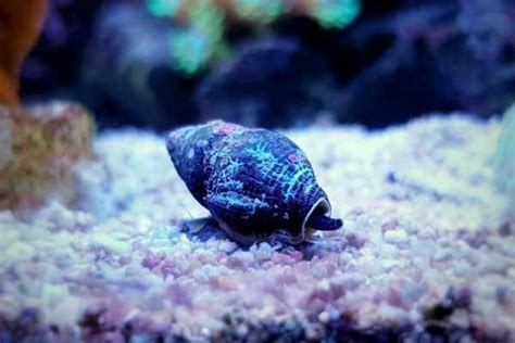 Reef aquarium zombies: nassarius snail in 2021 | Reef aquarium, Saltwater aquarium, Herbivores