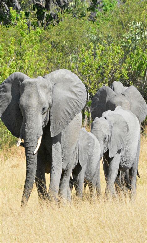 Botswana Vumbura Elephant herd (Wil 5259) | Olifanten, Olifant tekeningen, Liefde