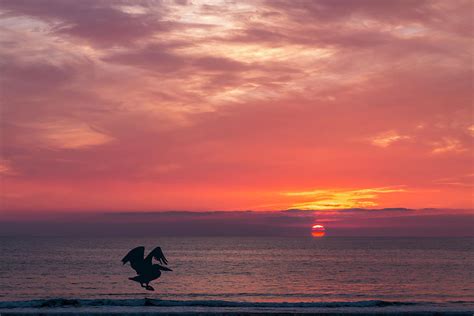 Pelican Silhouette Flight at Sunset Photograph by Patti Deters