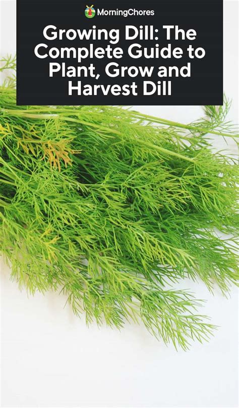 Growing Dill: The Complete Guide to Plant, Grow and Harvest Dill