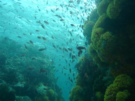 Best Diving sites in Anilao, Batangas – Philippines Scuba dive reviews ...