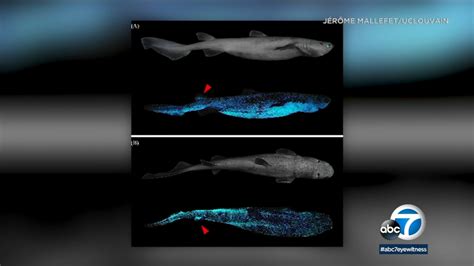 Scientists have taken the first ever picture of a glow-in-the-dark ...