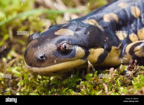 Tiger salamander larvae hi-res stock photography and images - Alamy