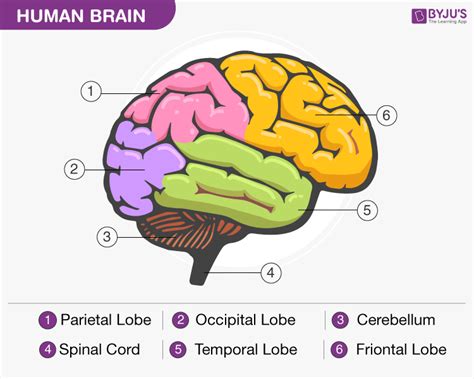 Human Brain - Structure, Diagram, Parts Of Human Brain