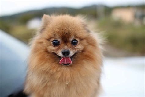 The Top 5 Pomeranian Haircut Styles | The Dog People by Rover.com