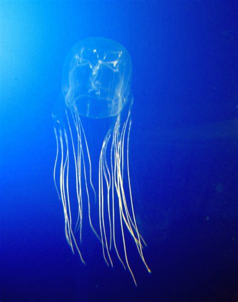 15 Remarkable Facts About Jellyfish