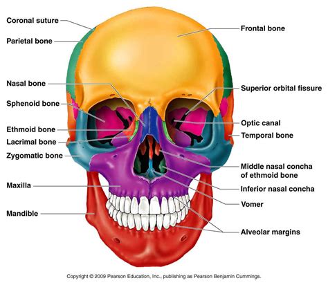 Back Of Skull Anatomy Labeled : Multi-colored Skull, inferior view ...