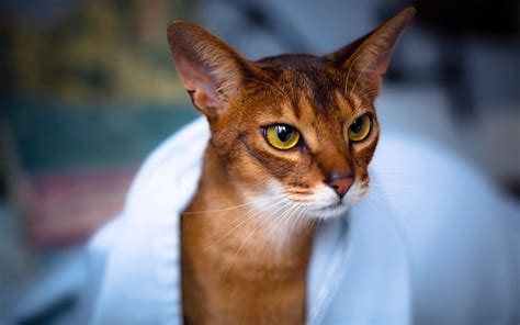 Abyssinian Cat - Wallpaper, High Definition, High Quality, Widescreen