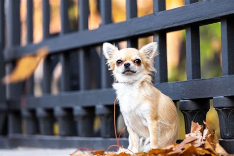 Chihuahua Pros and Cons • helloBARK!