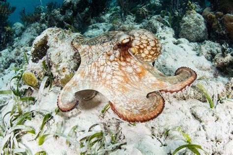 Caribbean Reef Octopus - Oceana