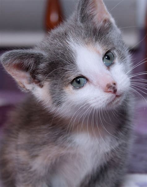 Dilute Calico - A Pale Version of the Gorgeous Calico