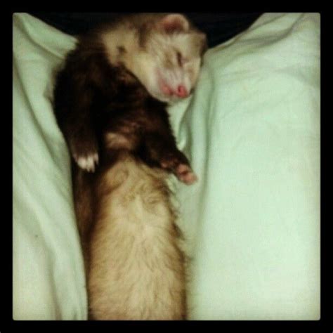 Sleeping ferret.