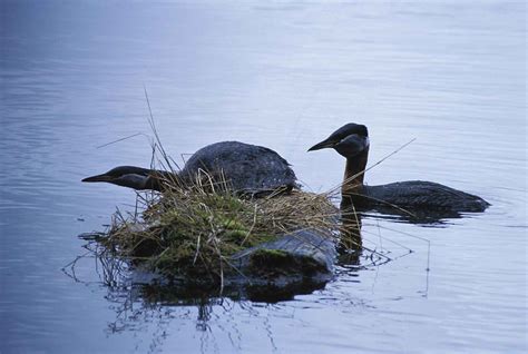 Free picture: red, necked, grebes, bird, nest