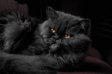 black persian cat free image | Peakpx