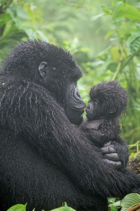 Mountain Gorilla, Gorilla Beringei Photograph by Tom Murphy