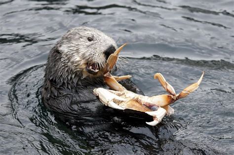 Sea Otter – Facts, Size, Habitat, Pictures