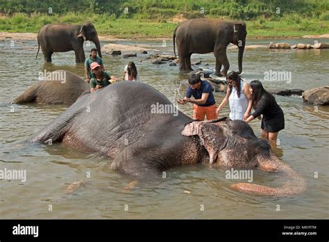 Sri Lankan elephants from the Pinnawala Elephant Orphanage bathing in ...