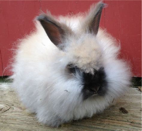 Angora Rabbit Colors - Treen Acres Rabbitry