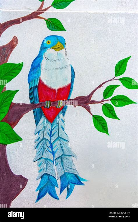 Cuban national symbol, tocororo bird Stock Photo - Alamy