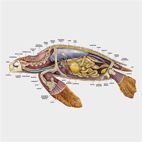 Loggerhead sea turtle anatomy – drawnbydawn Reptiles Et Amphibiens ...