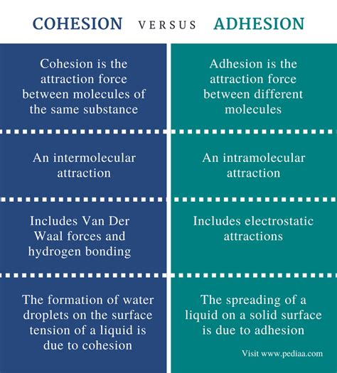 Difference Between Cohesion and Adhesion | Definition, Relationship, Examples