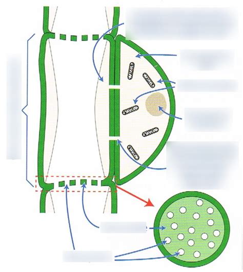 Phloem sieve tube element and companion cell Diagram | Quizlet