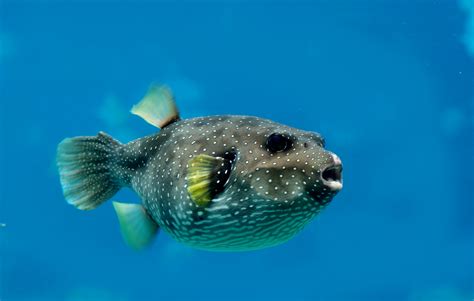 Sea Wonder: Pufferfish | National Marine Sanctuary Foundation