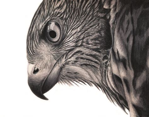 Behind The Scenes Of The Cooper's Hawk Drawing - Corrina Thurston