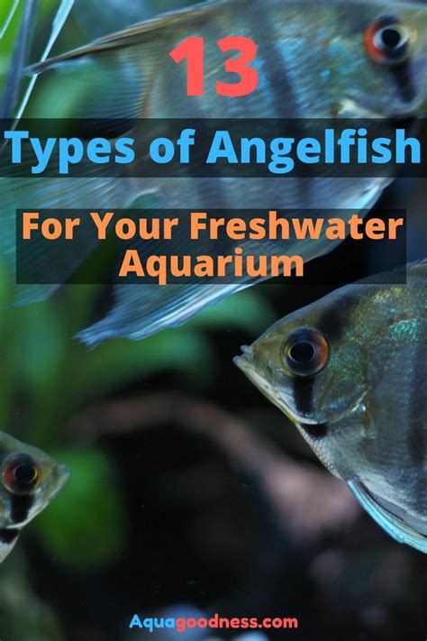 13 Types of Angelfish for Your Freshwater Aquarium (Images and Videos)