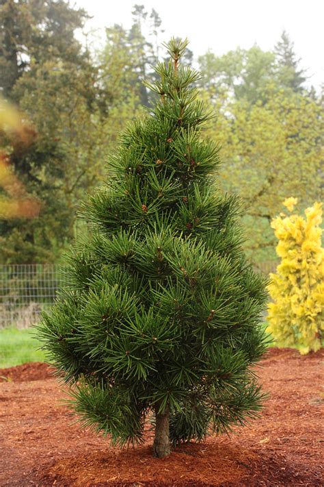 Sciadopitys Verticillata Japanese Umbrella Pine | ubicaciondepersonas ...