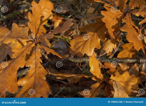 Autumn oak leaves close up stock photo. Image of trees - 198601286