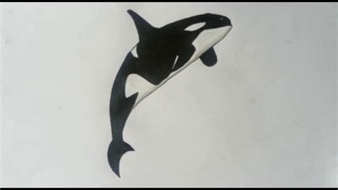 Orca Drawing