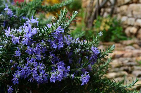 The Fragrant Rosemary - Plantscapers