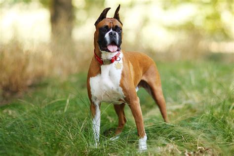 Boxer: Dog Breed Characteristics & Care