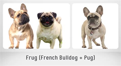 15 Most Popular French Bulldog Mix Dogs - PetHelpful