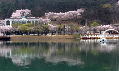 Cherry Blossoms Spots in Daegu - The Most Wonderful Time of the Year in Korea - Tips And News ...