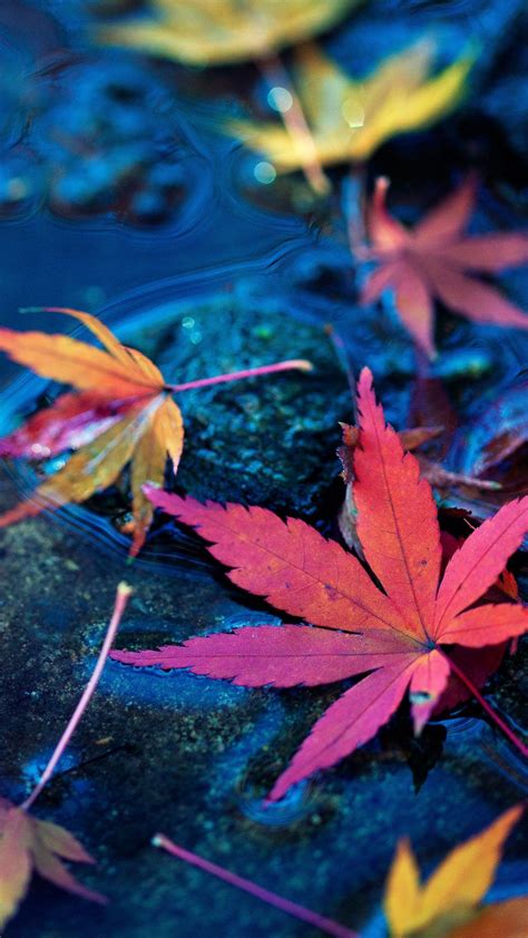 colorful leaves floating on top of a body of water